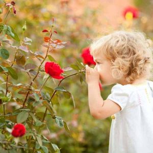 A little girl with blonde hair smelling red poppy's in her garden.