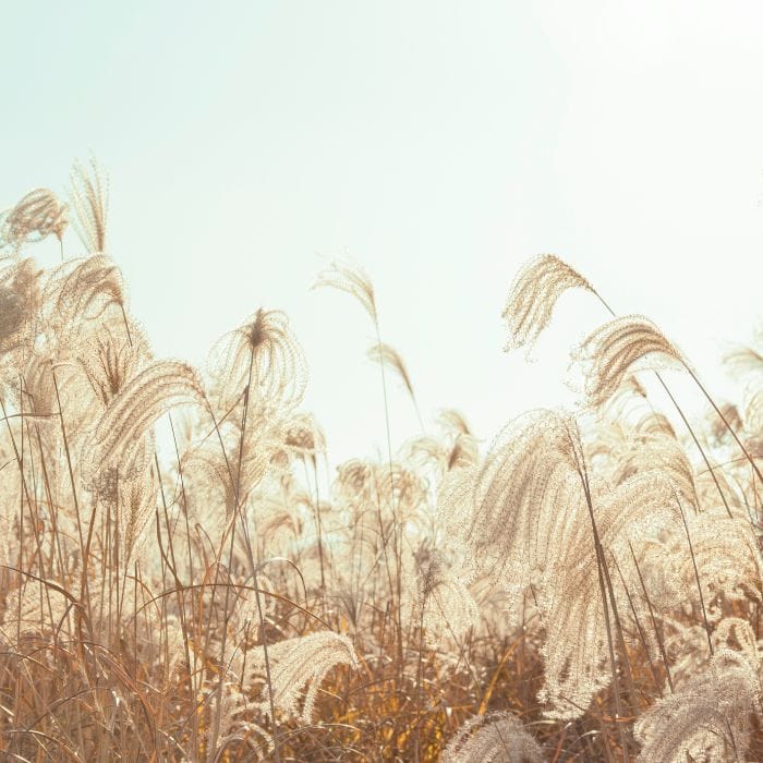 A serene meadow of tall grasses swaying gently in the hazy, warm light of the sun, creating a peaceful and dreamy atmosphere.