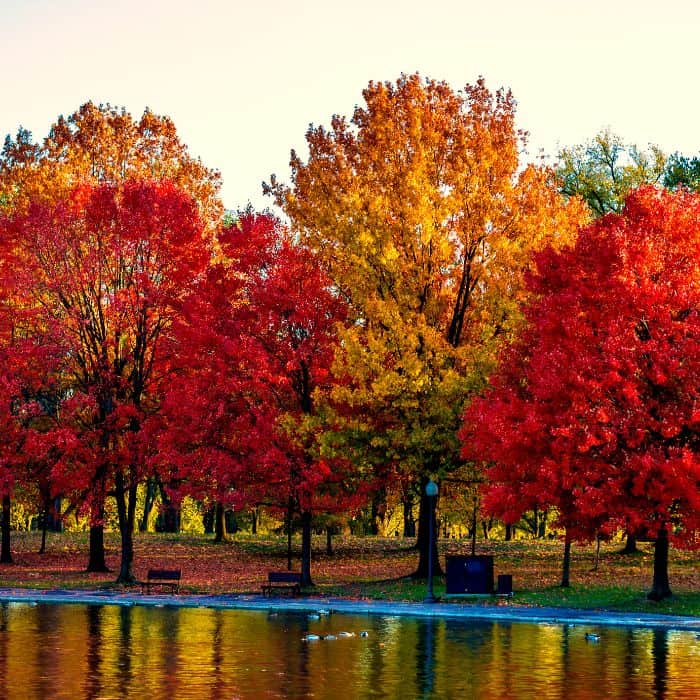 fall trivia questions about trees for kids
