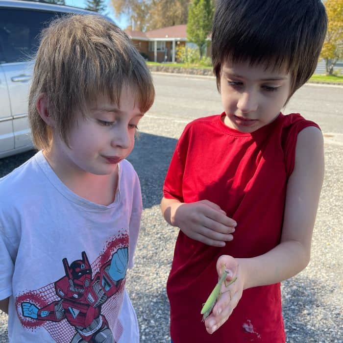 Two boys holding a praying mantis in their hands during a homeschool lesson.