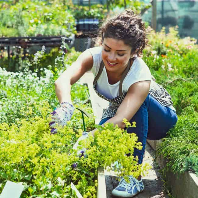 Mother's Day gift ideas for garden plants. A woman tending to her garden.