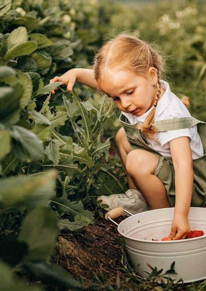 A little girl picking strawberries and pulling weeds.