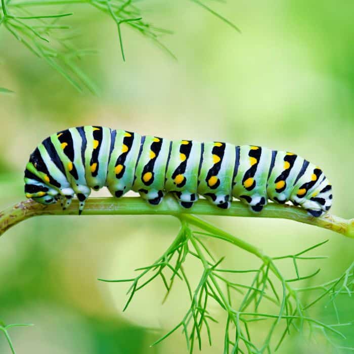 stage 2 the caterpillar or larva stage - caterpillar on a leaf