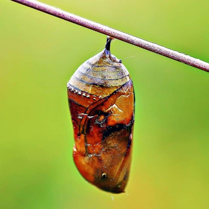 Stage 3 the chrysalis or pupa stage